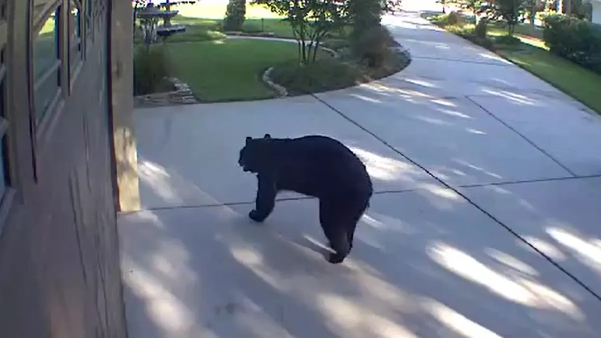 Tripod-Black-Bear-Florida-Driveway